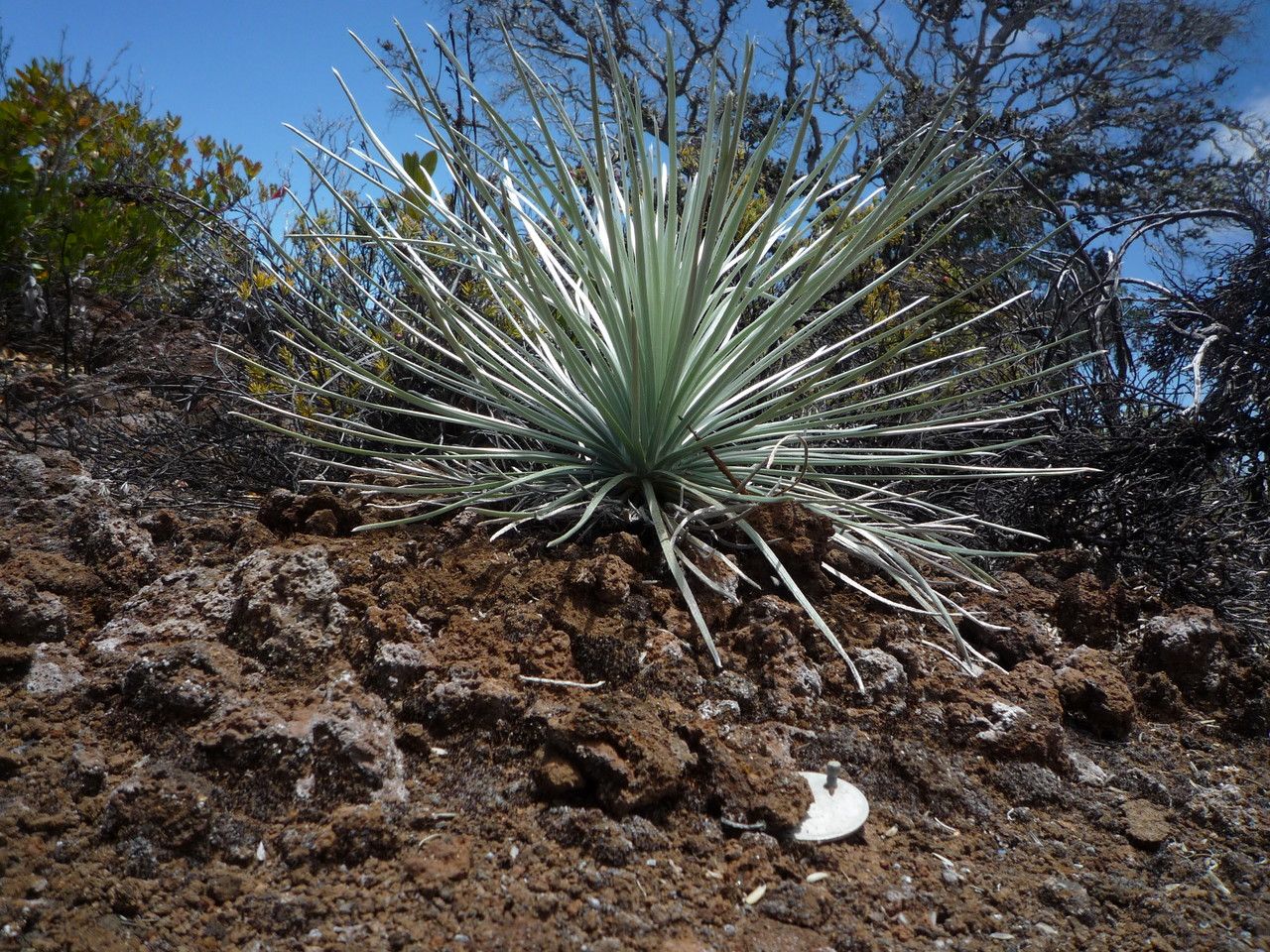 Argyroxiphium sandwicense — houseplant care guide