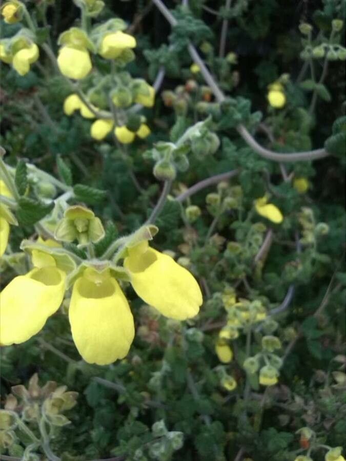 Calceolaria tomentosa — houseplant care guide