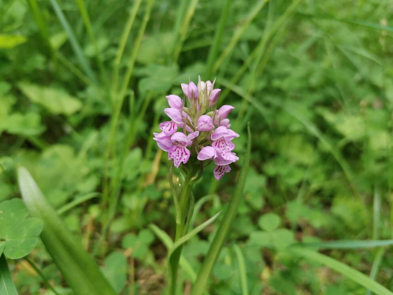 Dactylorhiza sibirica flower