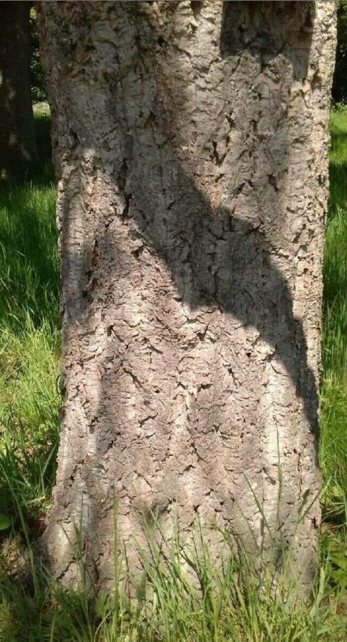 Quercus variabilis bark