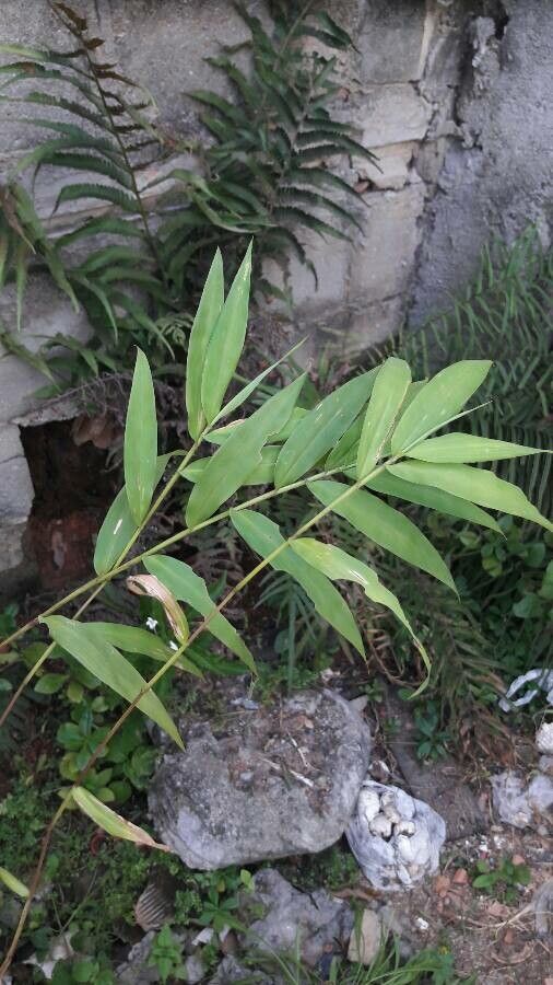 Lasiacis maculata — related species from the same genus