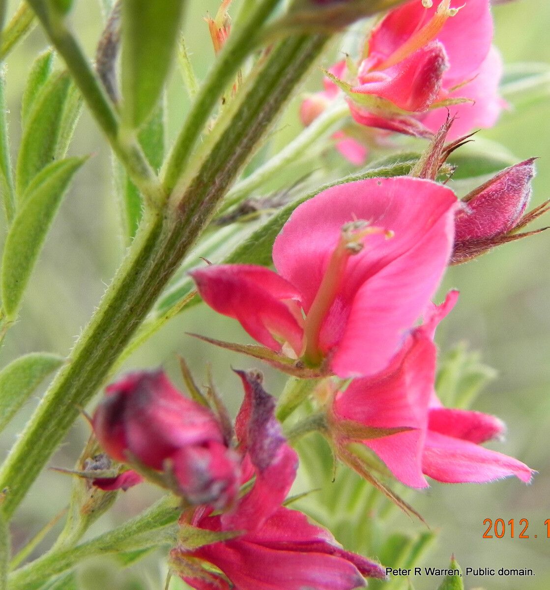 Indigofera hilaris flower