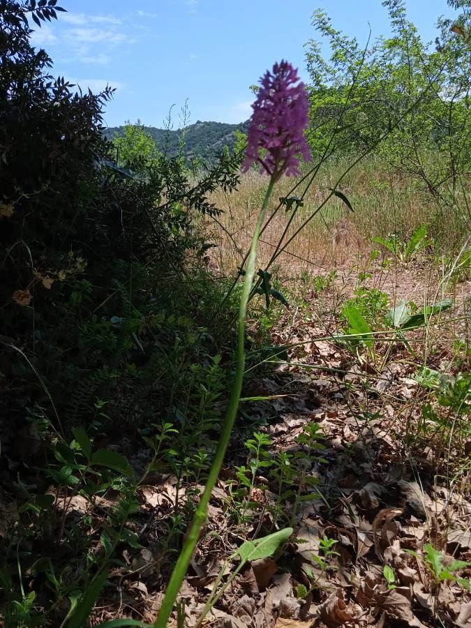 Anacamptis pyramidalis other