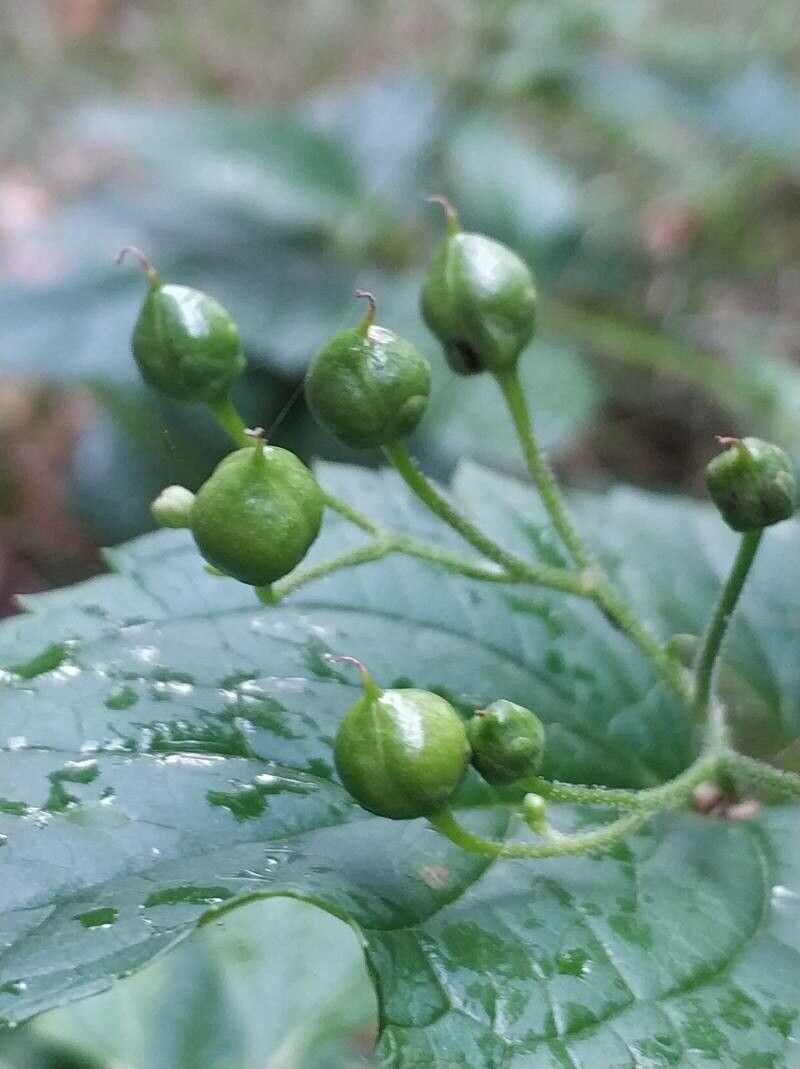 Scrophularia alpestris fruit