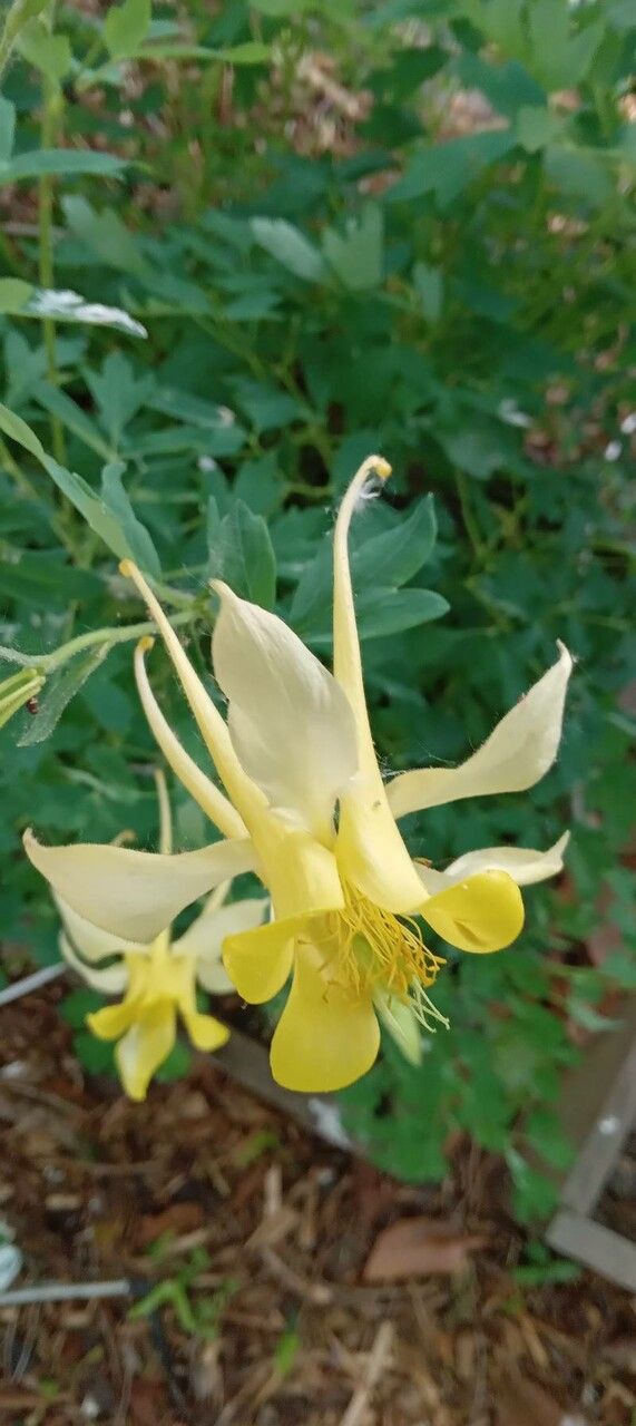 Aquilegia chrysantha flower
