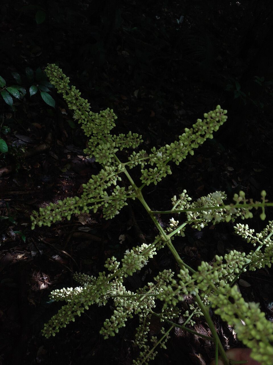 Talisia sylvatica flower