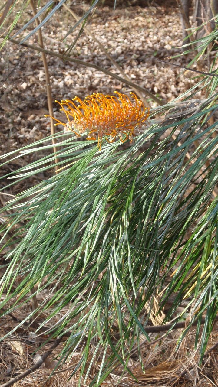 Grevillea pteridifolia flower