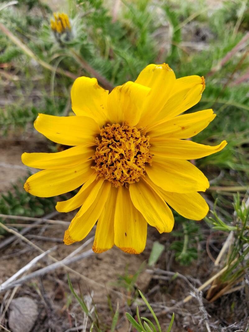 Balsamorhiza hookeri flower