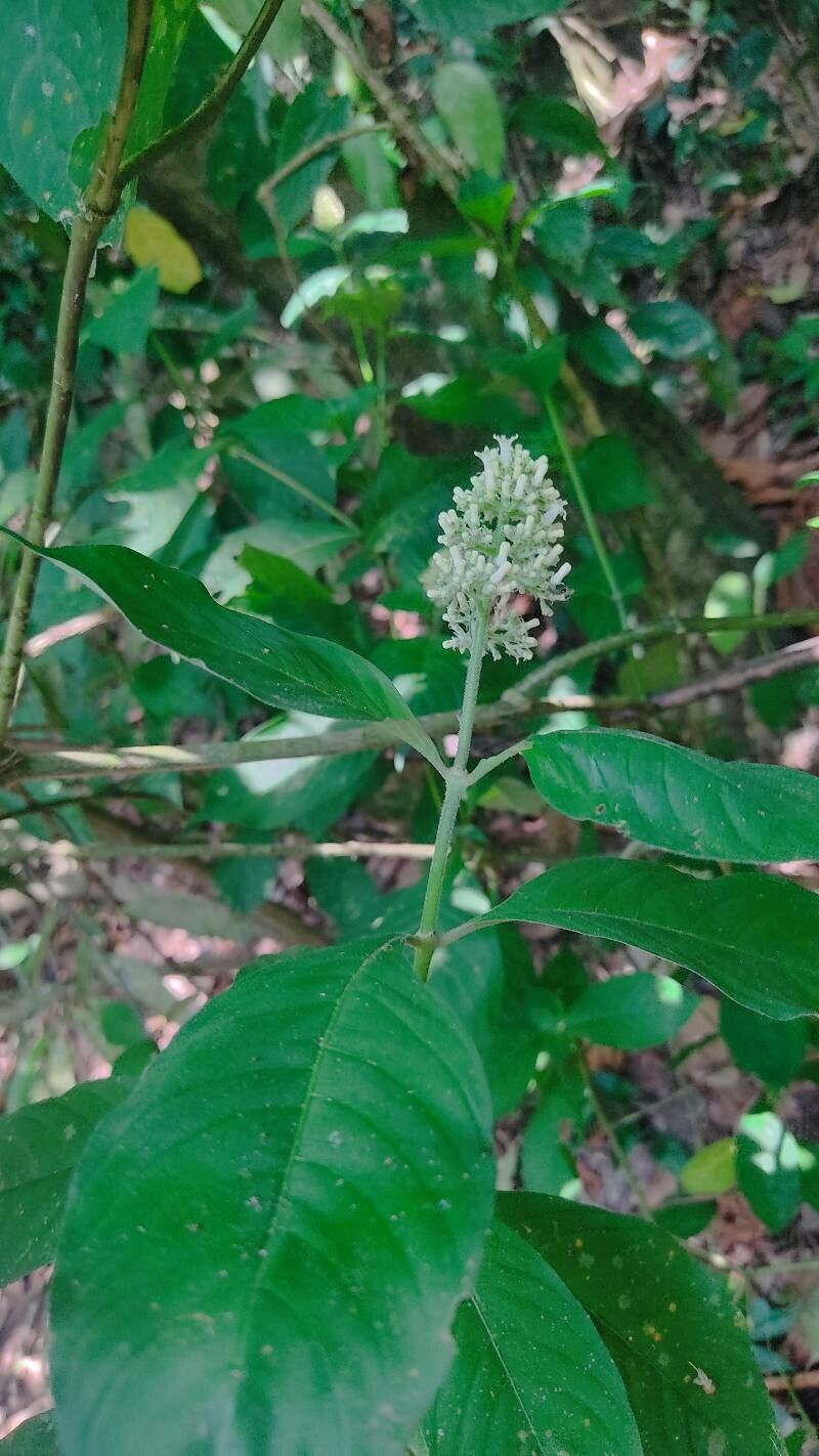 Palicourea hebeclada — houseplant care guide