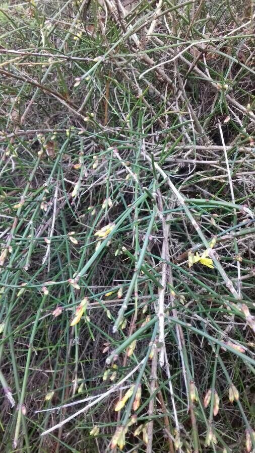 Jasminum nudiflorum — search result for 'Oleaceae'