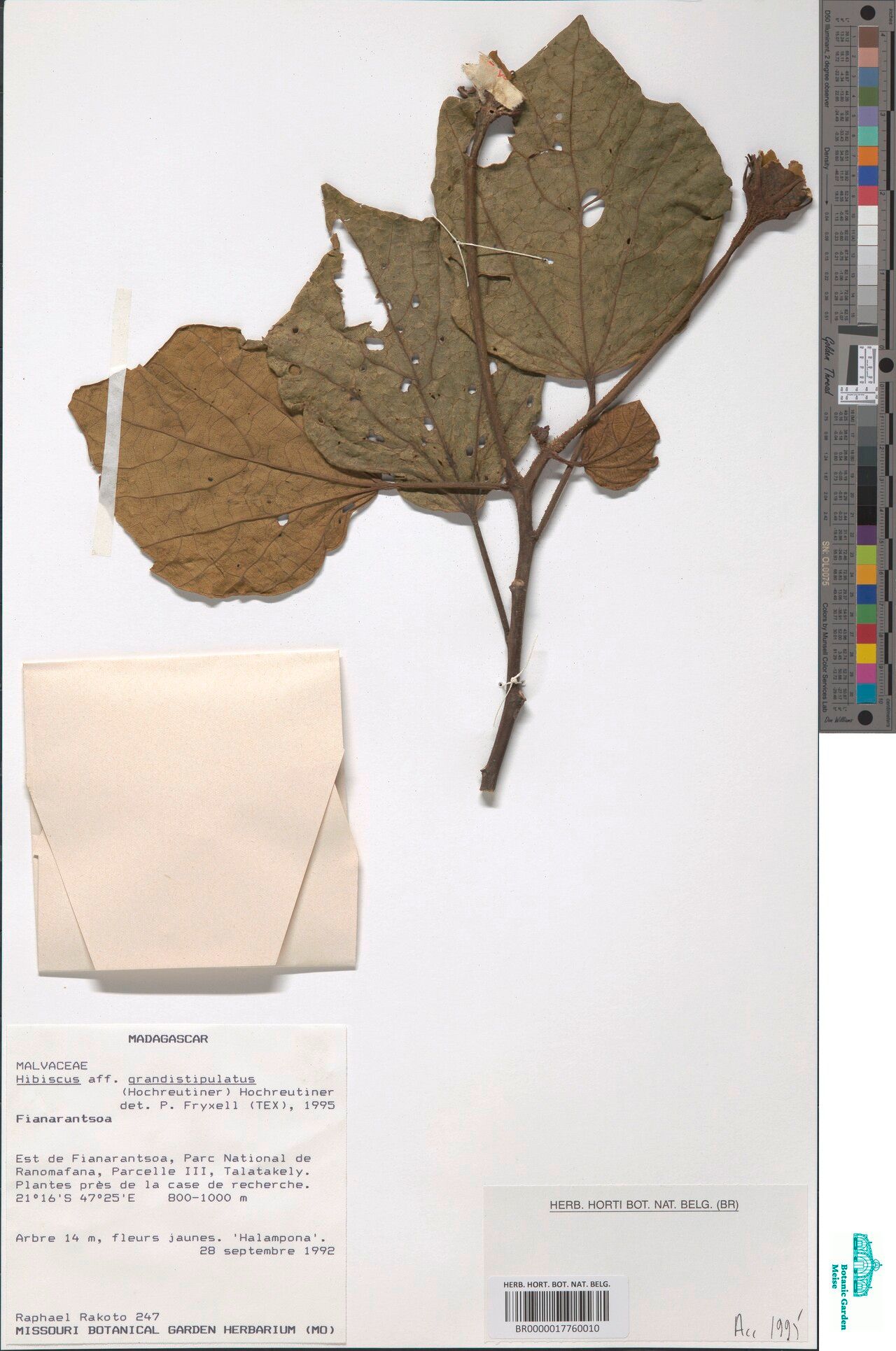 Hibiscus grandistipulatus — houseplant care guide