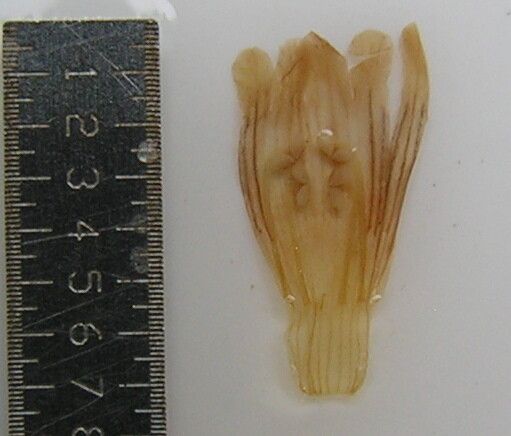 Staurogyne humilis other