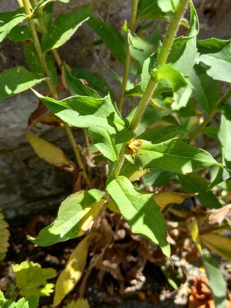 Hieracium sabaudum — search result for 'Hieracium'