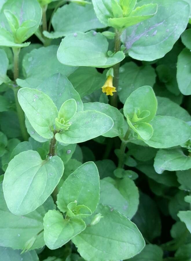 Mimulus glabratus leaf