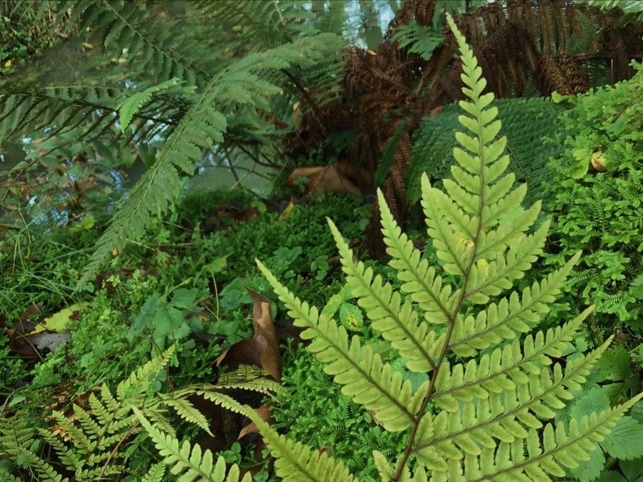Athyrium otophorum leaf