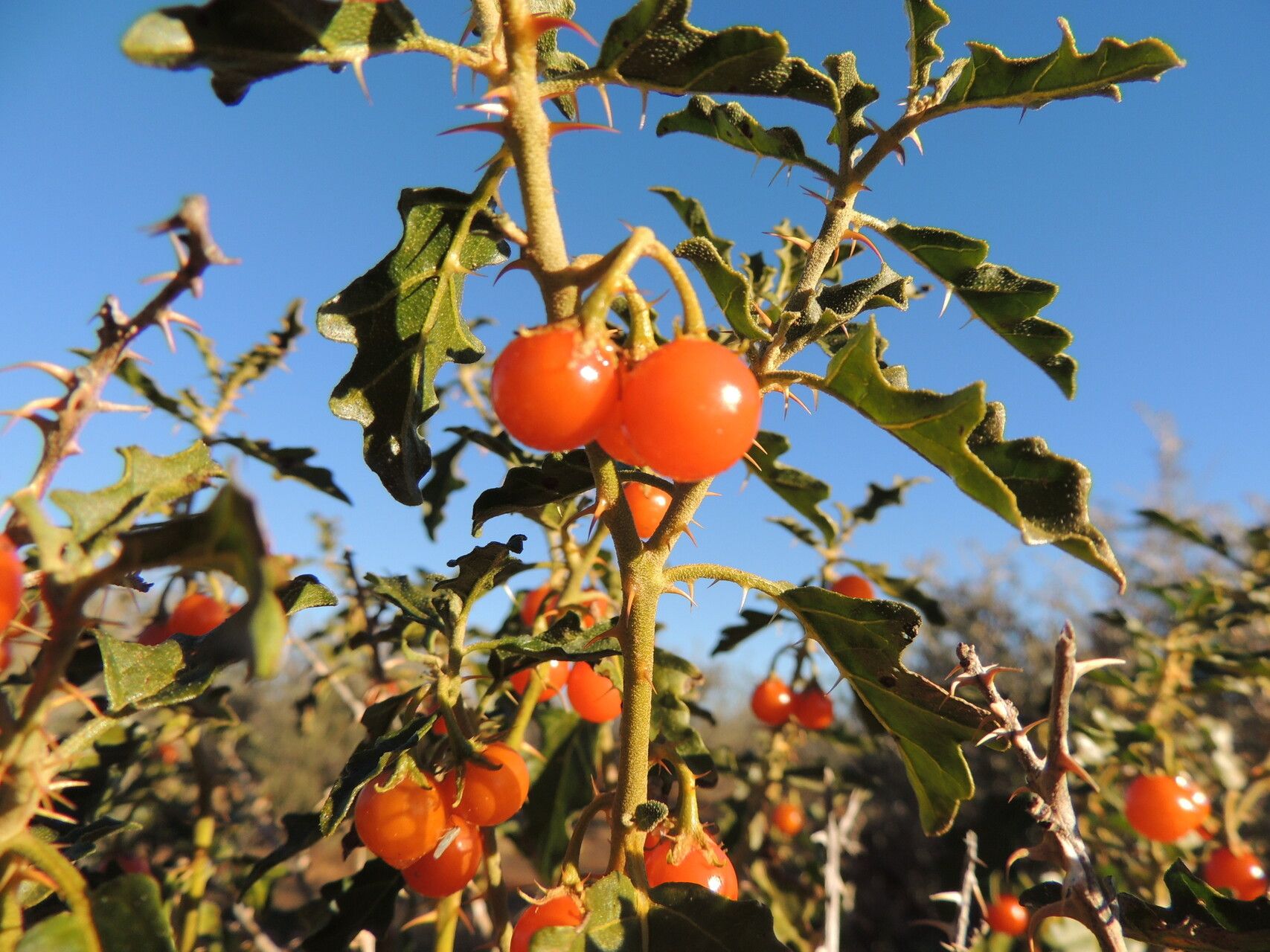 Solanum capense fruit