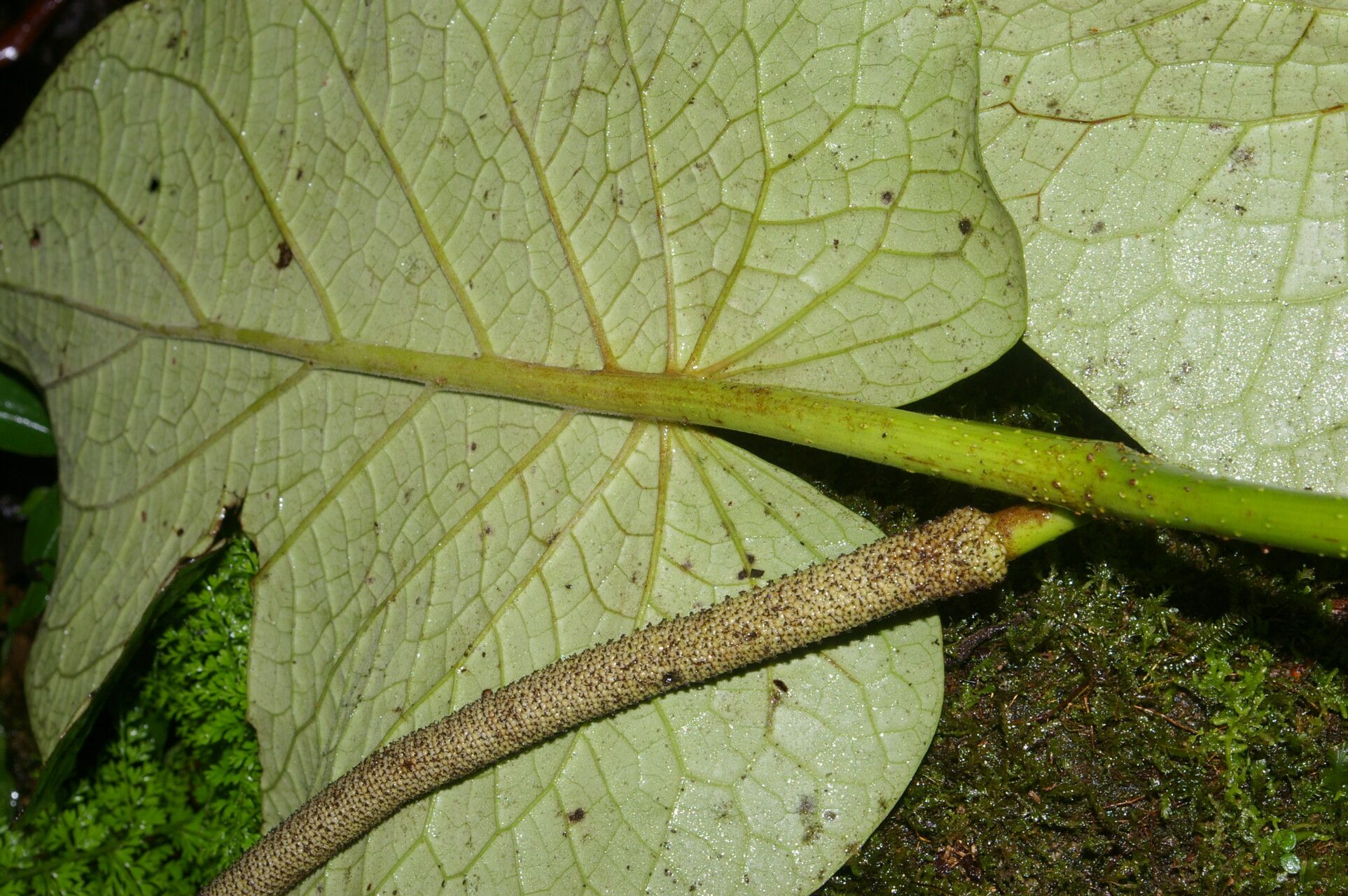 Piper subfuscum leaf