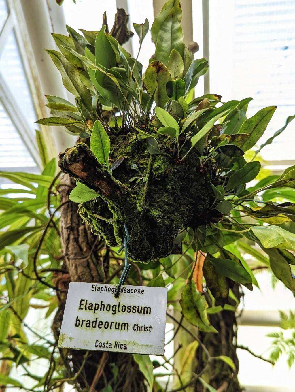 Elaphoglossum proximum habit