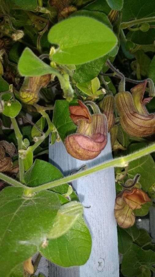Aristolochia californica flower
