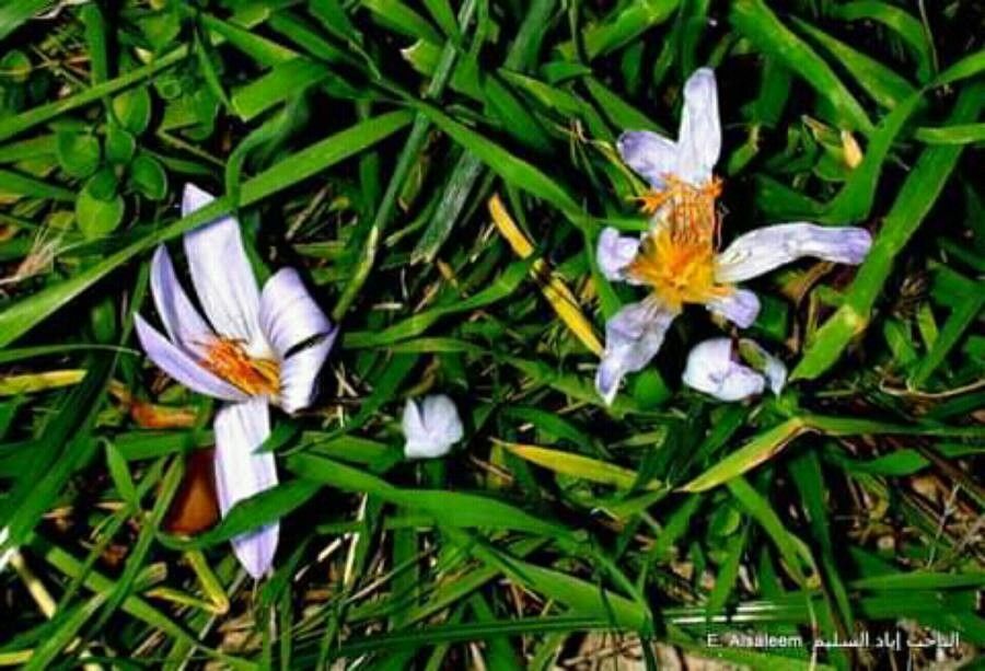 Crocus biflorus — search result for 'Ukraine'