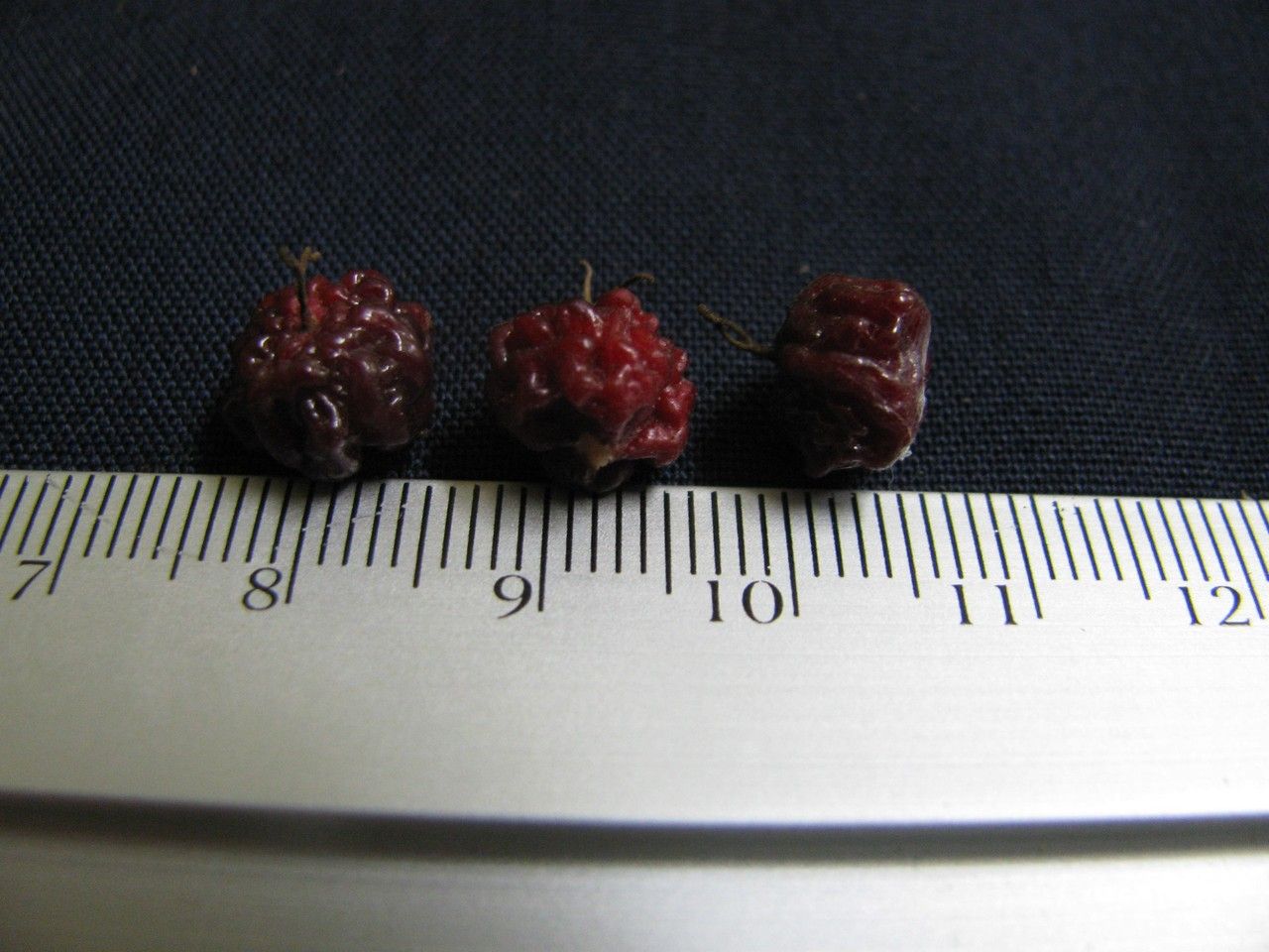 Trophis mexicana other