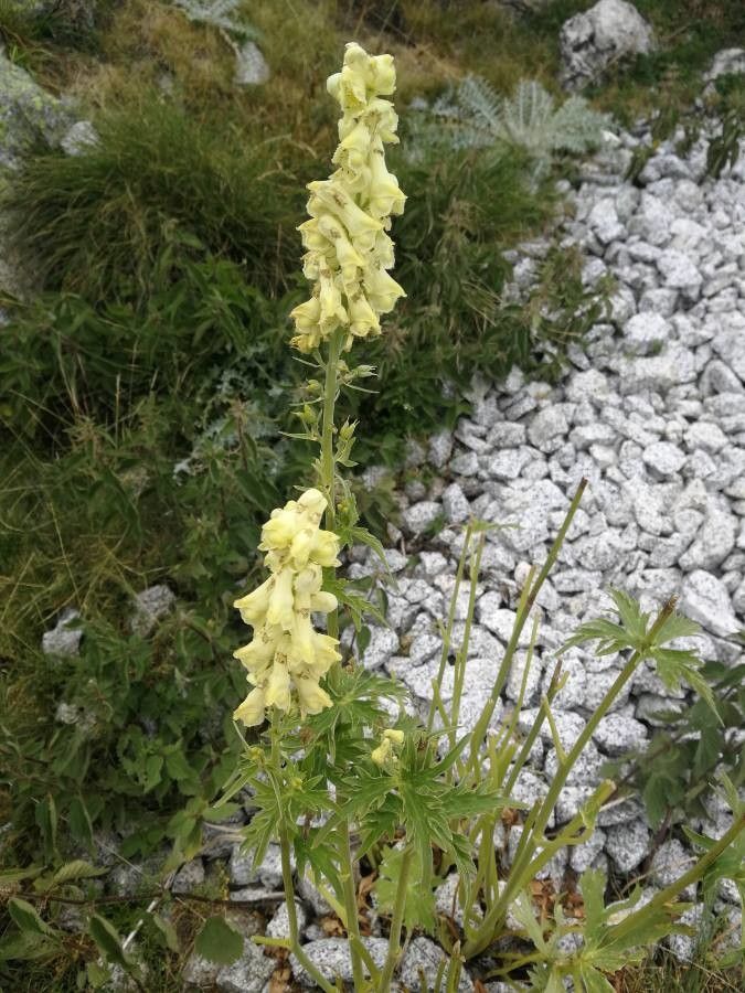 Aconitum vulparia other