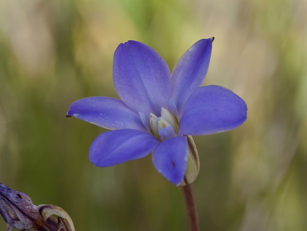 Brodiaea kinkiensis — houseplant care guide