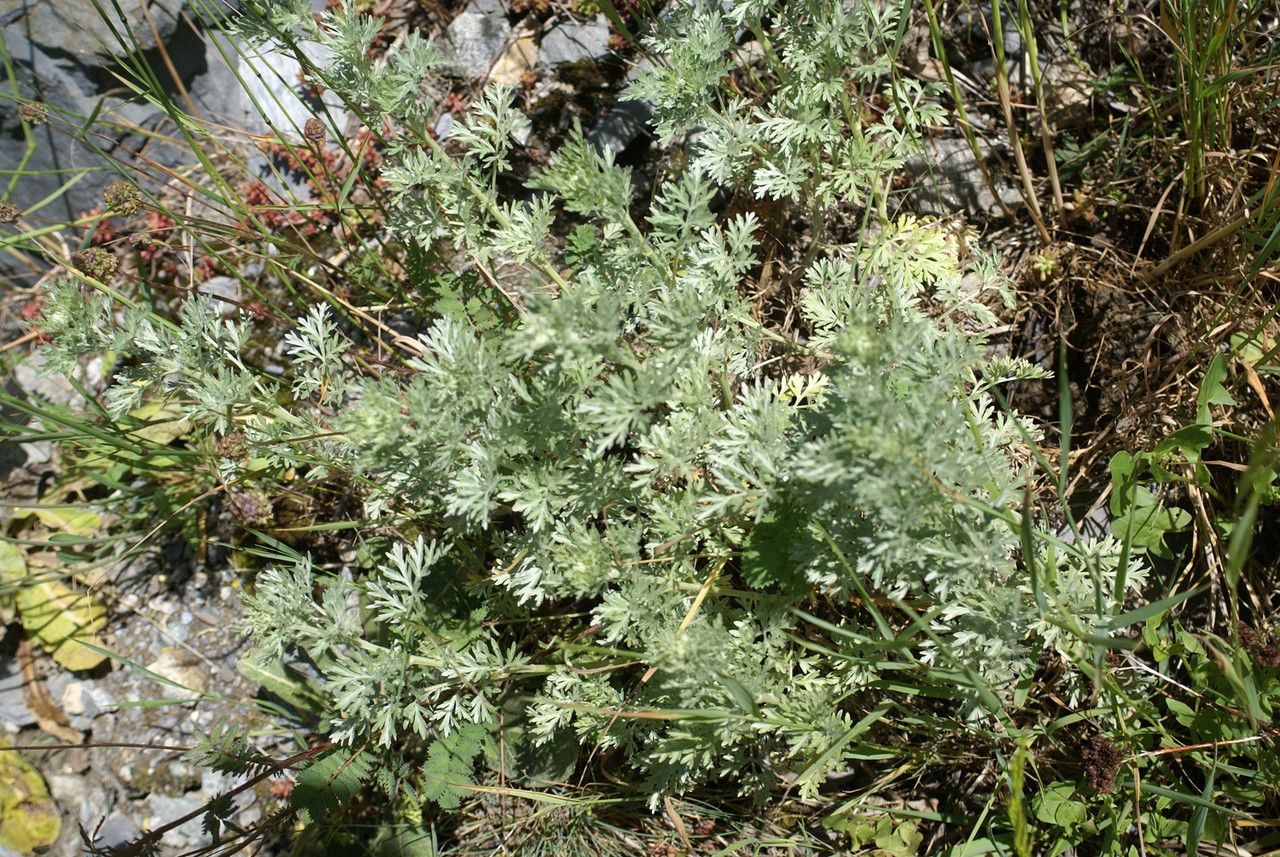 Artemisia vallesiaca habit