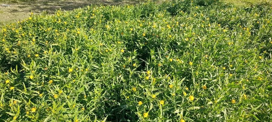 Pascalia glauca habit