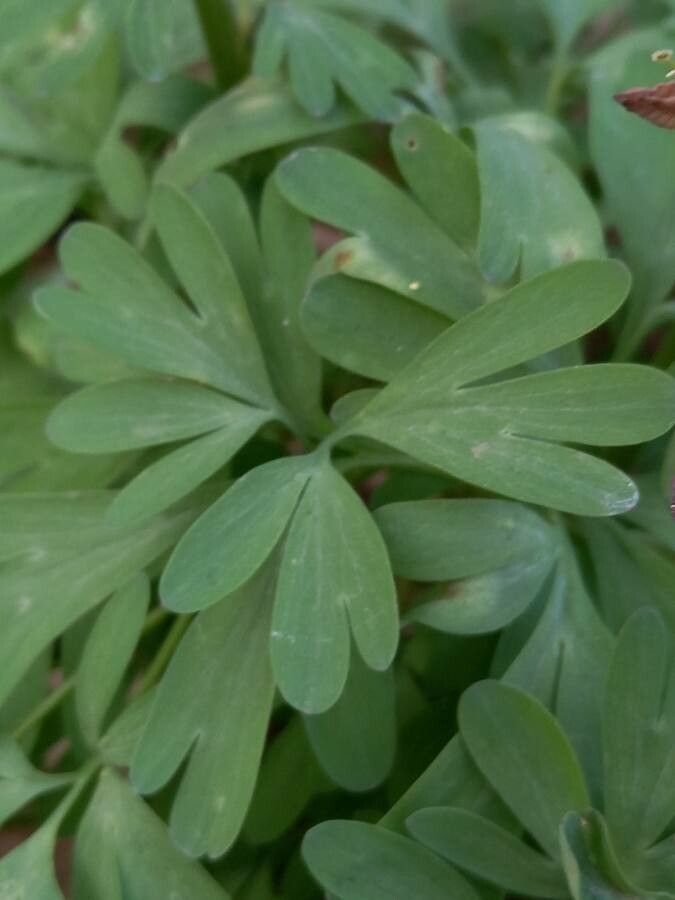 Corydalis solida — search result for 'Papaveraceae'