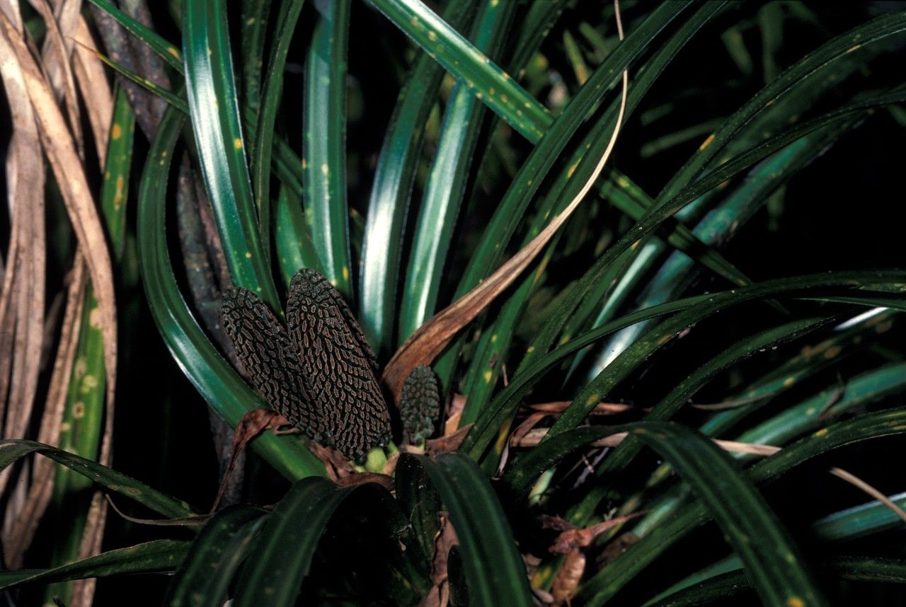 Freycinetia baueriana — related species from the same genus