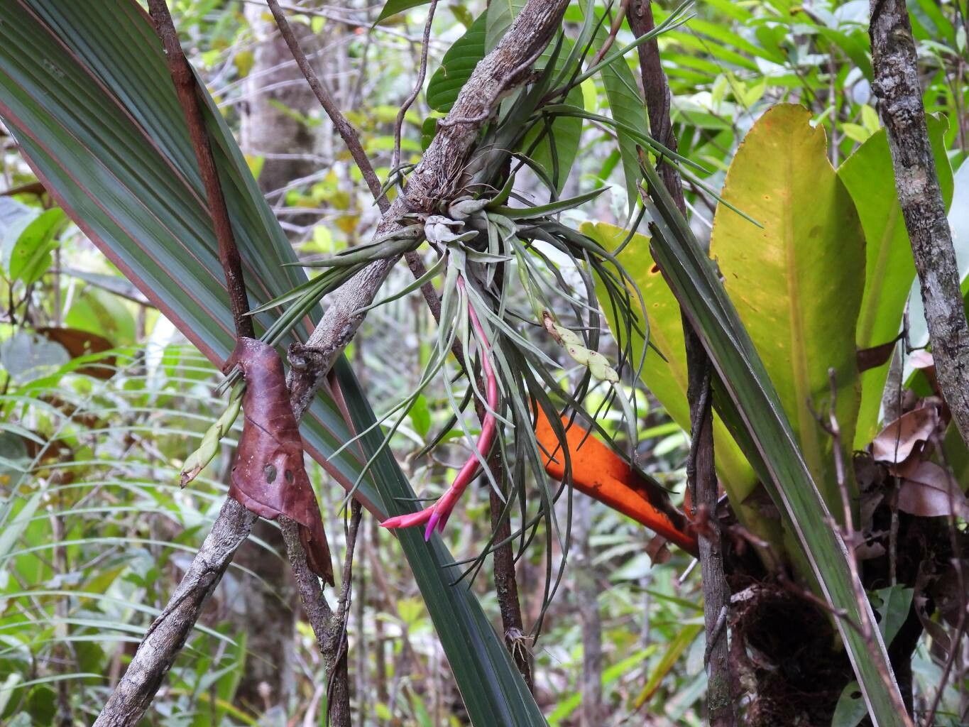 Tillandsia paraensis — houseplant care guide