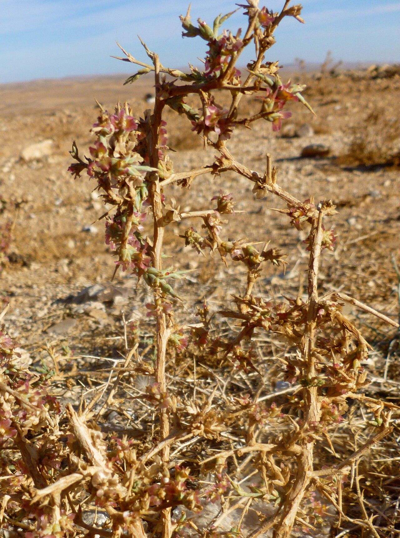 Caroxylon divaricatum habit