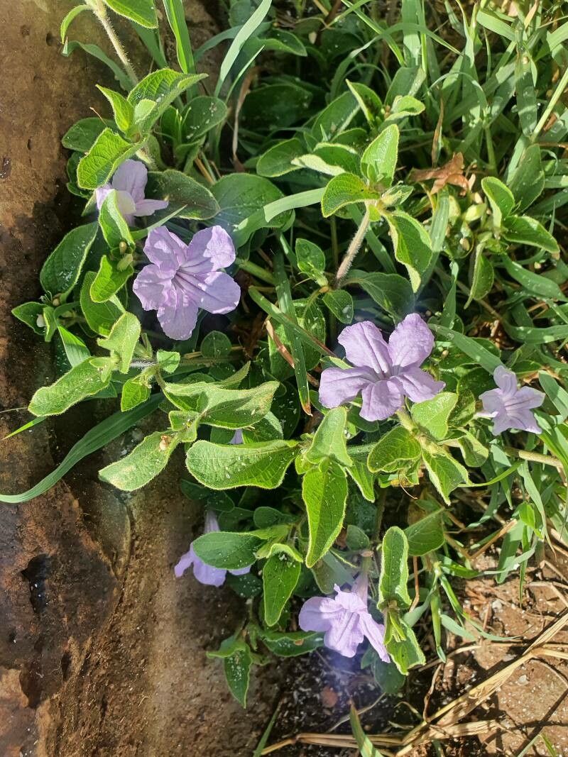 Ruellia prostrata flower