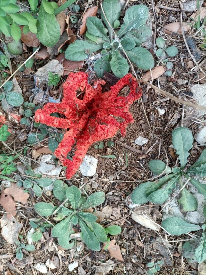 Hydnora abyssinica leaf