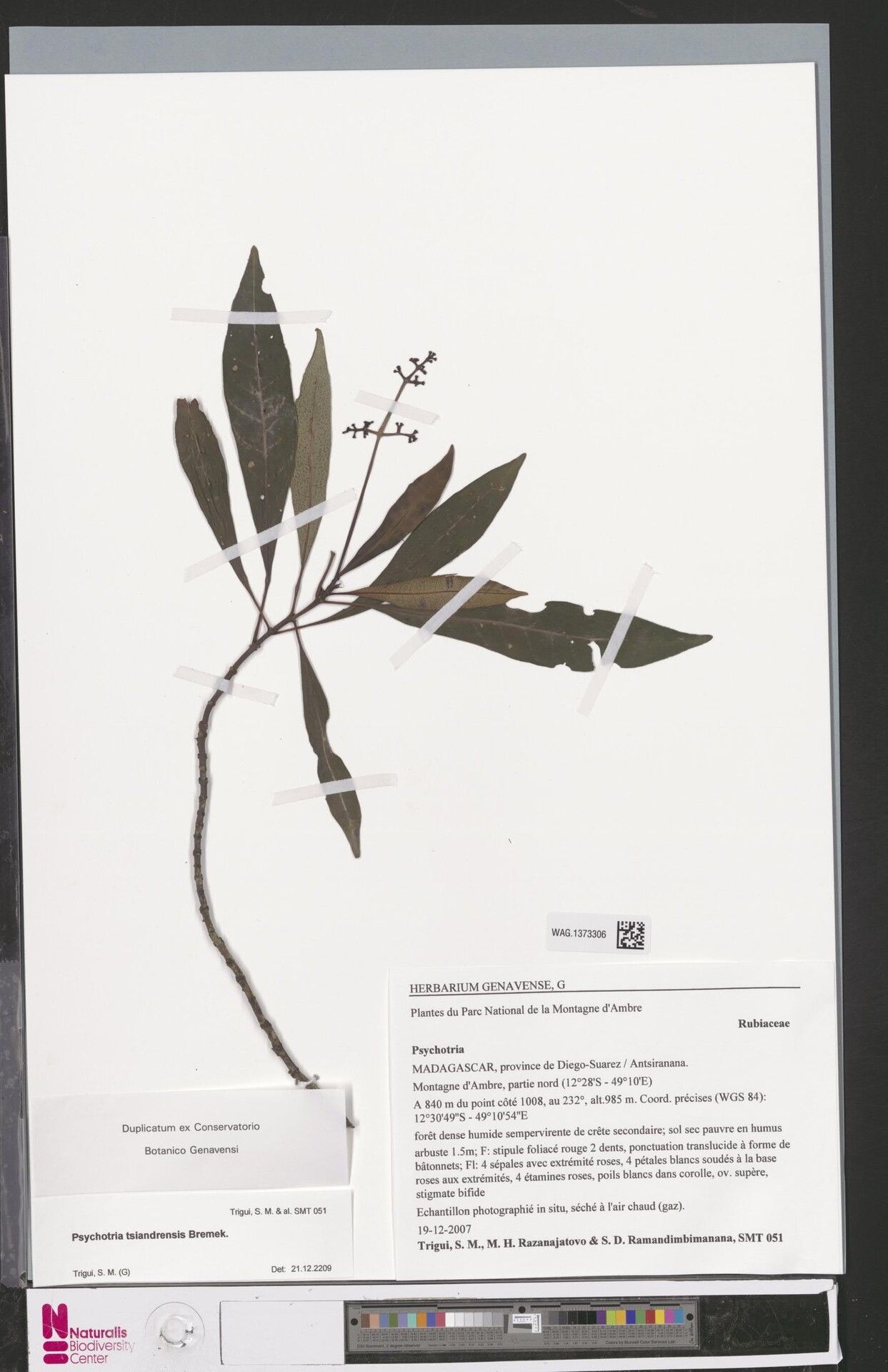 Psychotria tsiandrensis — houseplant care guide