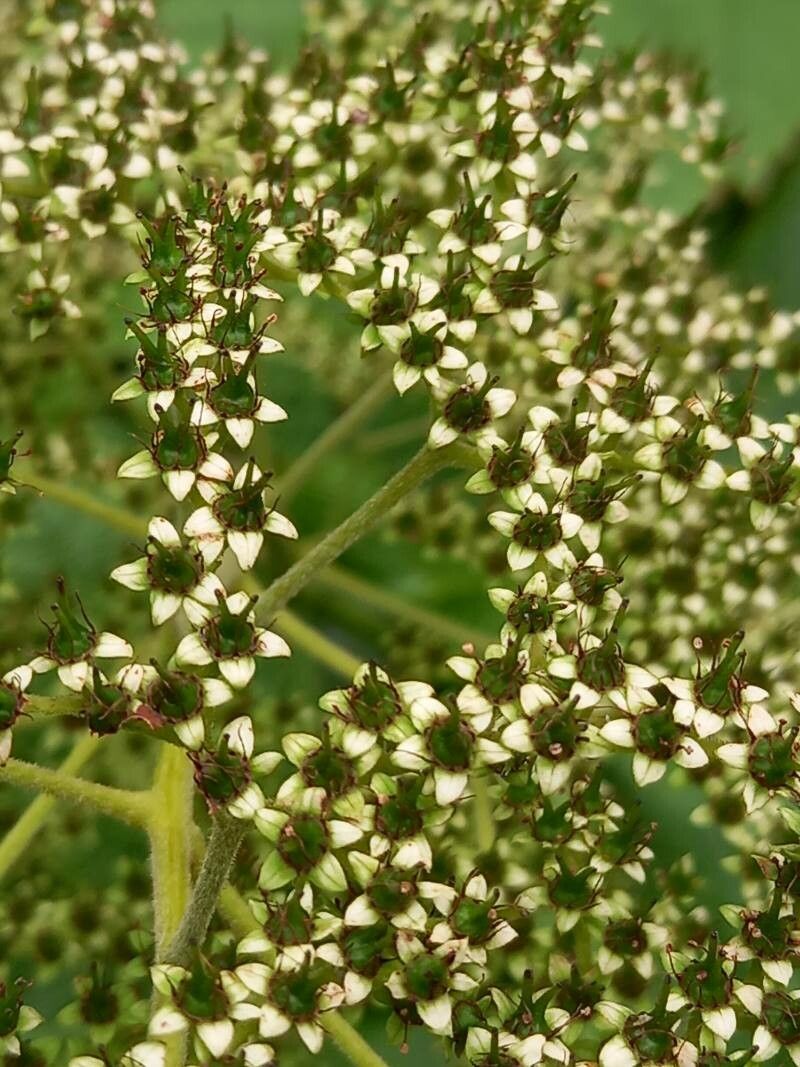Rodgersia aesculifolia fruit