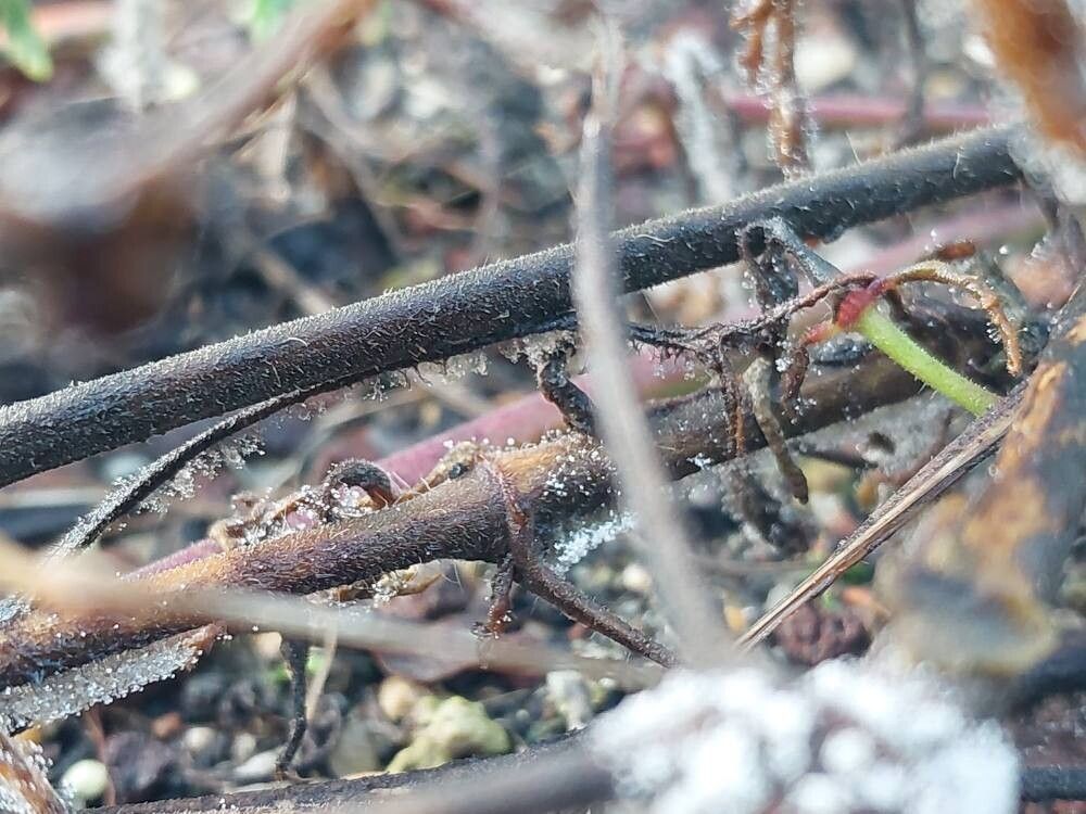 Pelargonium senecioides bark