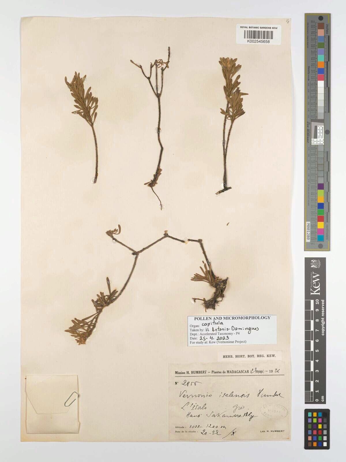 Vernonia isalensis — houseplant care guide