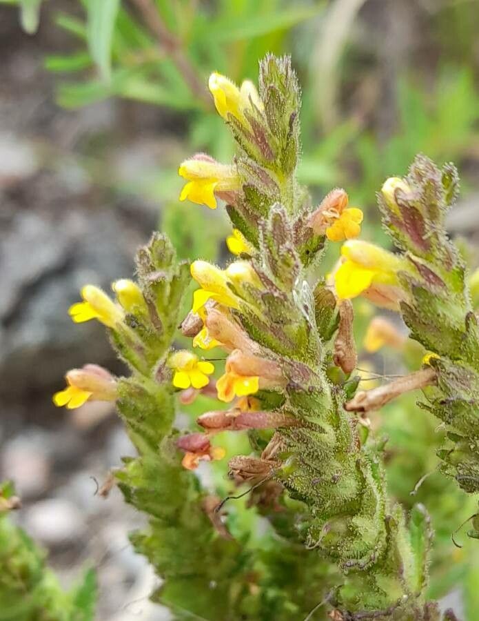 Bartsia fiebrigii flower