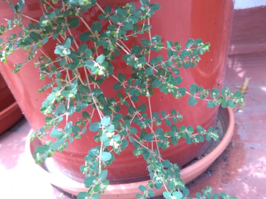 Chamaesyce serpens flower