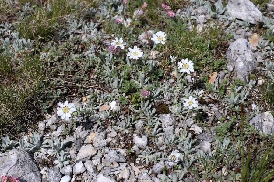 Achillea ageratifolia