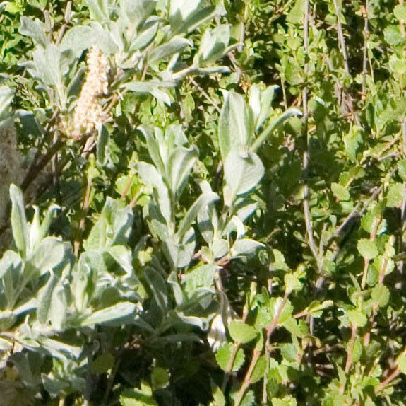 Salix lapponum flower