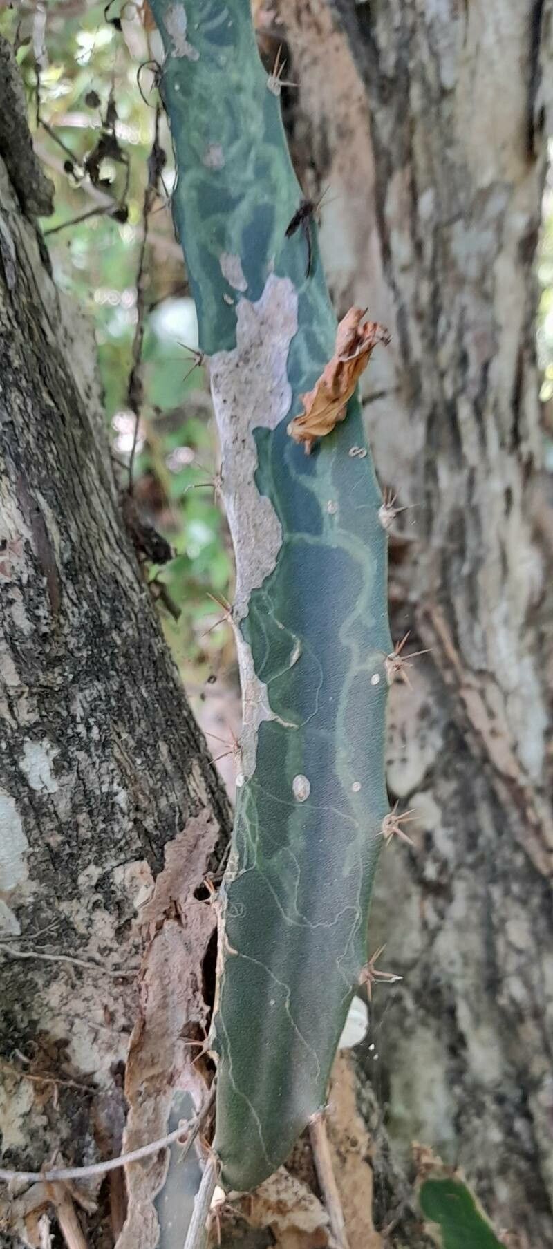 Hylocereus trigonus leaf