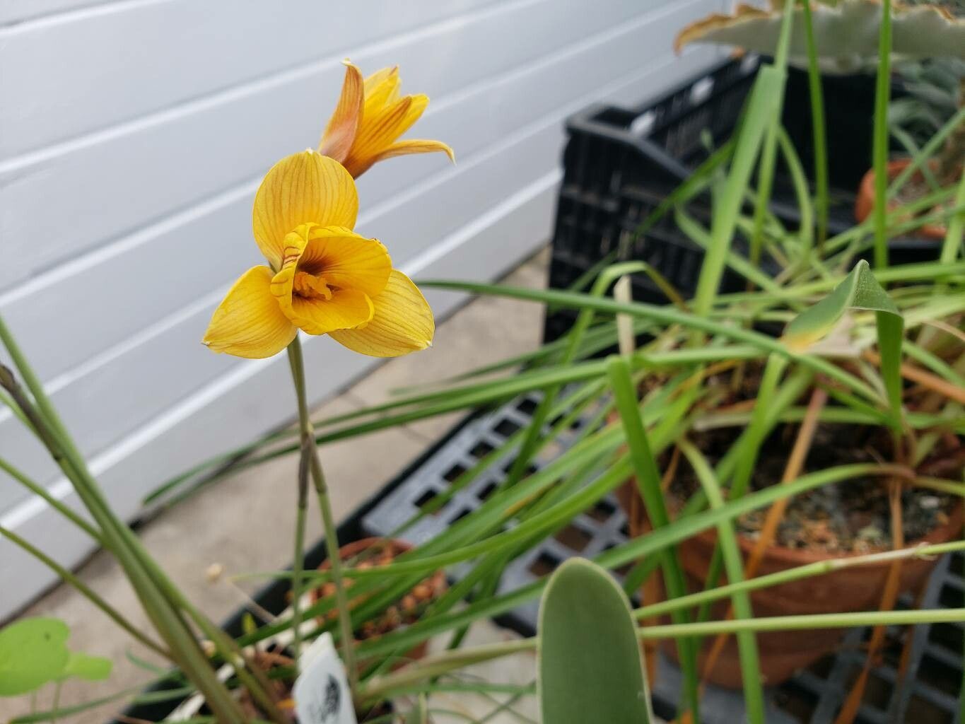Zephyranthes tubispatha flower