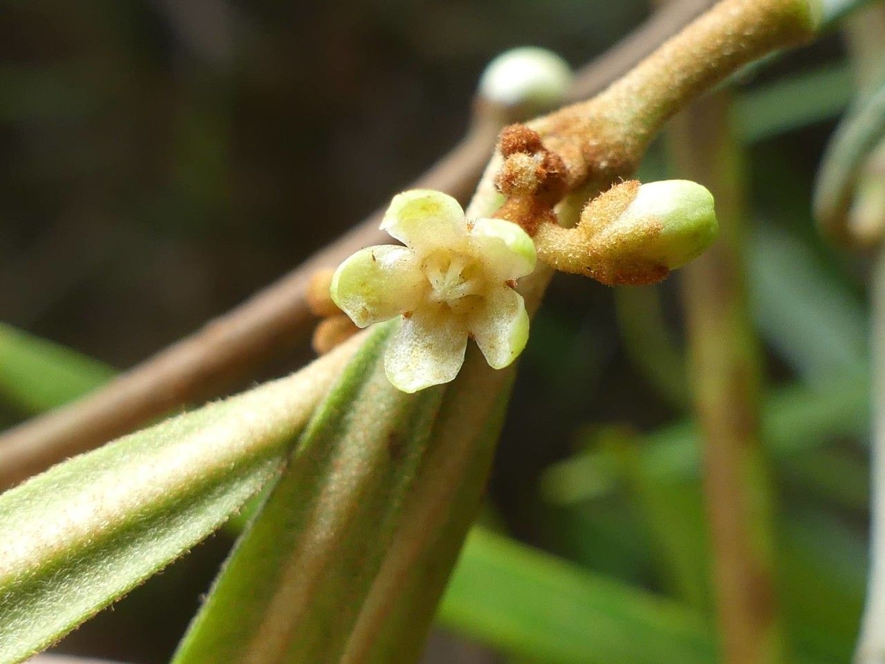 Secamone volubilis flower