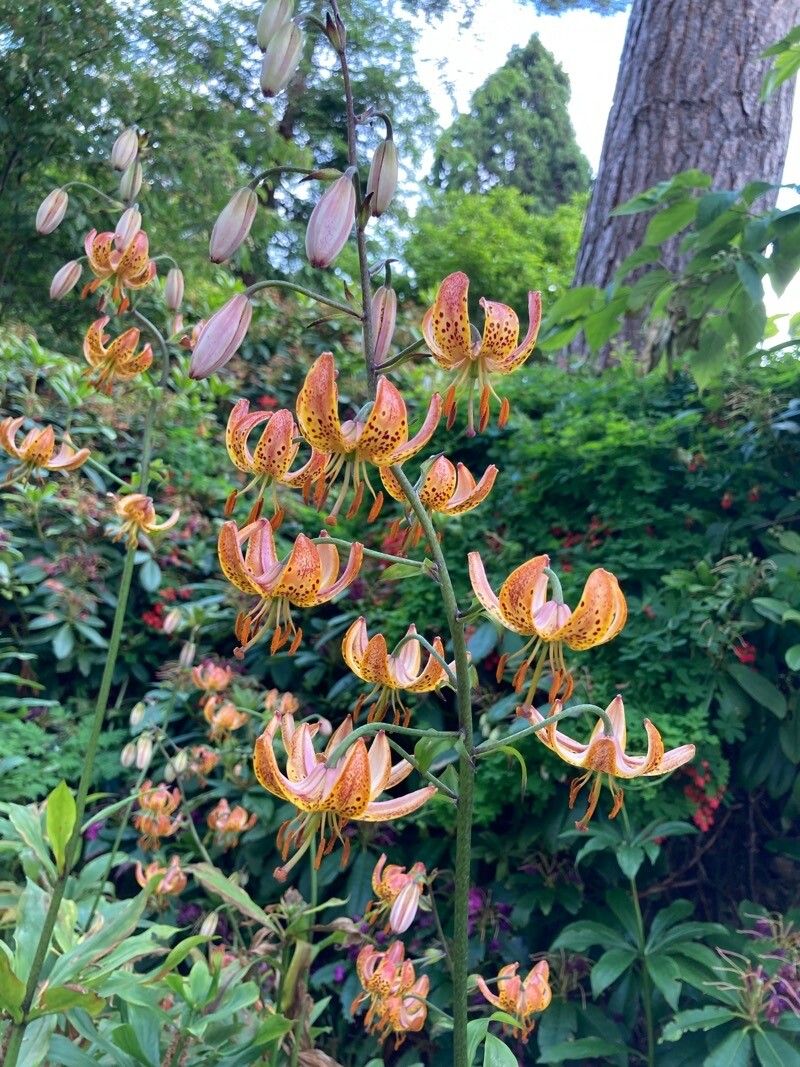 Lilium humboldtii flower