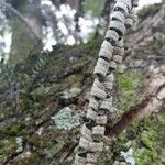 Asplenium platyneuron