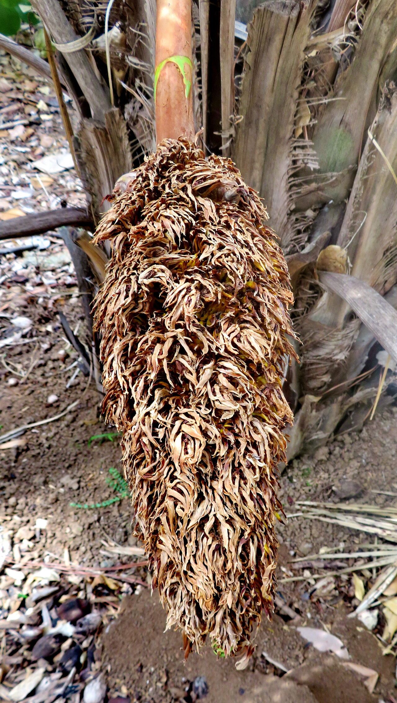 Attalea exigua flower