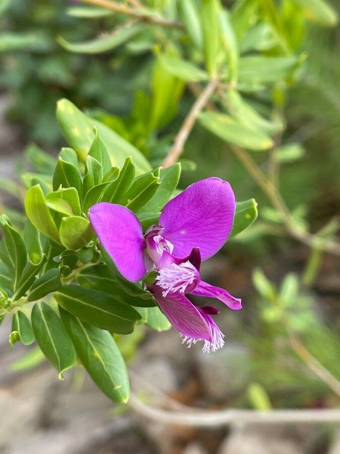 Polygala x dalmaisiana — search result for 'Polygala'